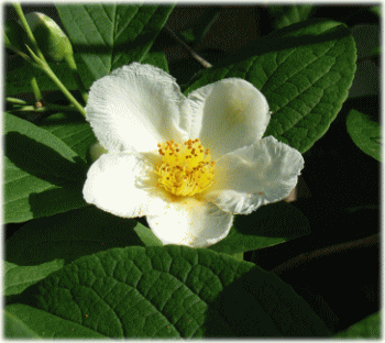 ナツツバキ(夏椿　なつつばき)　白い花